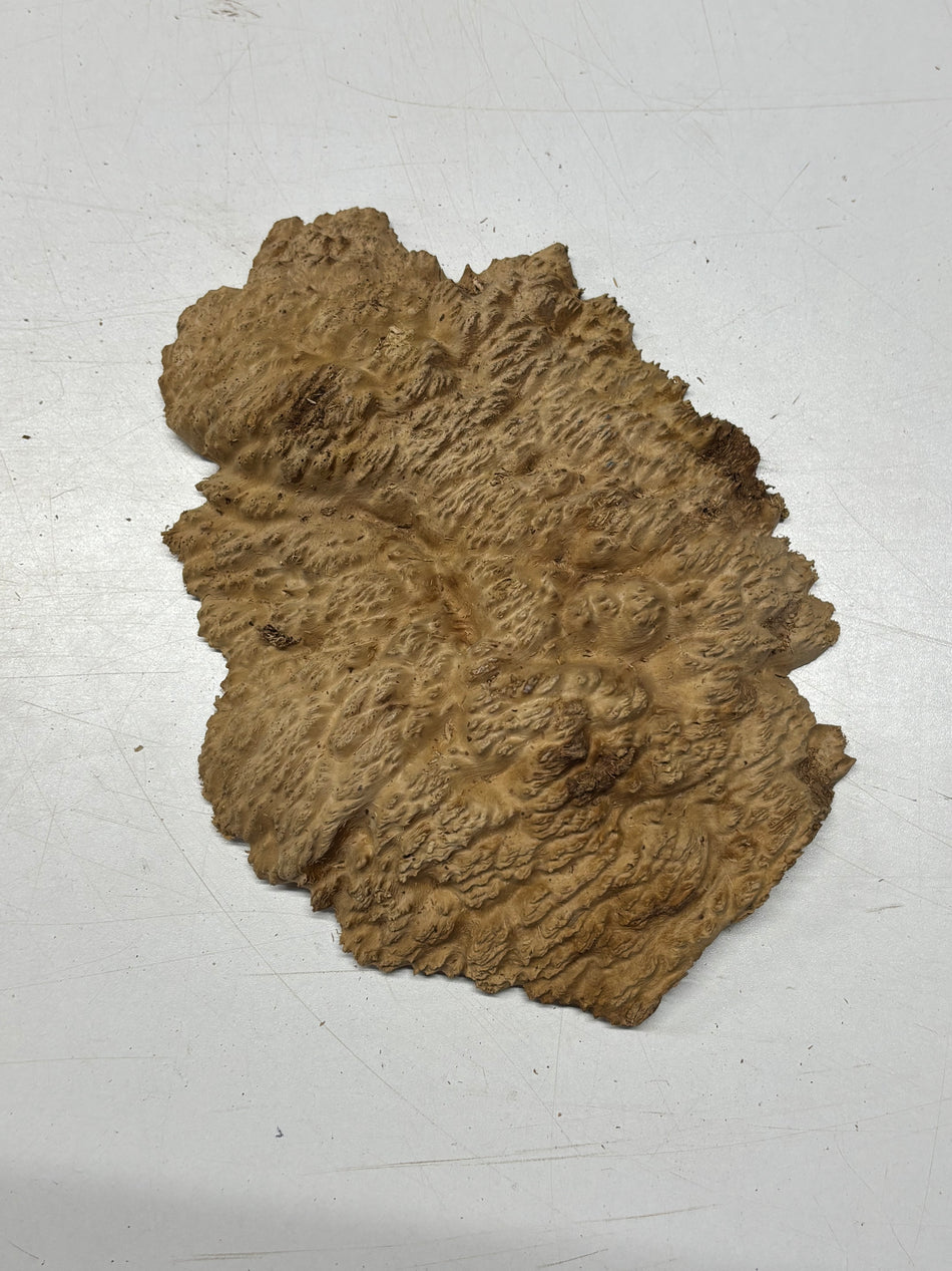 Brown Mallee Burl Blank 9" x 7" x 1" 1.7 Lbs #6192