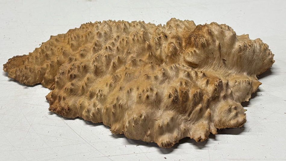 Brown Mallee Burl Blank 11" x 6.5" x 3" 1.8 Lbs #6193