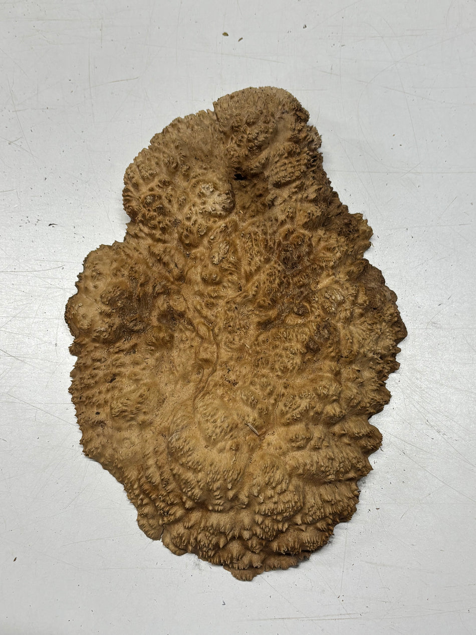 Brown Mallee Burl Blank 13" x 9" x 3" 4.4 Lbs #6194