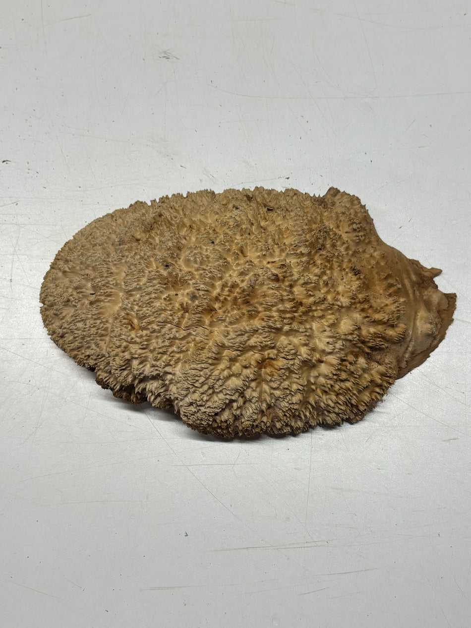 Brown Mallee Burl Blank 11" x 7" x 3" 3.5 Lbs #6196