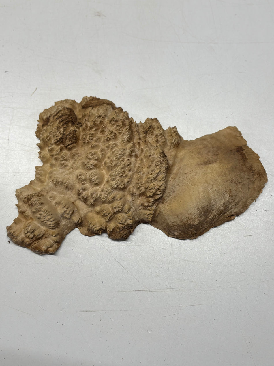 Brown Mallee Burl Blank 12" x 6" x 1.5" 2.1 Lbs #6197