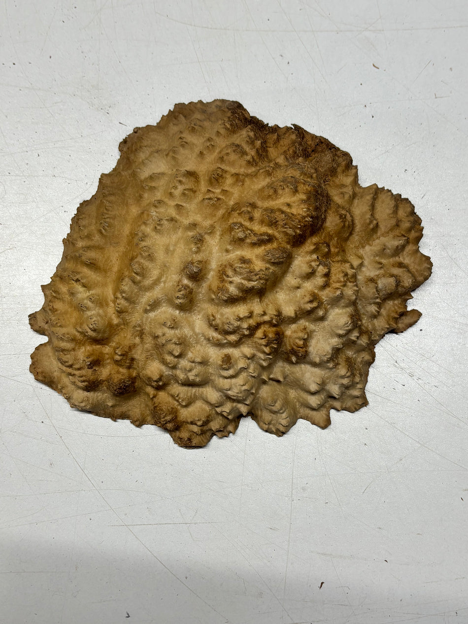 Brown Mallee Burl Blank 8.5" x 7" x 2" 1.5 Lbs #6198
