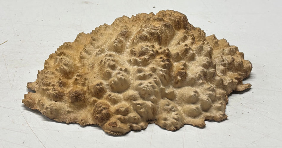 Brown Mallee Burl Blank 8.5" x 7" x 2" 1.5 Lbs #6198