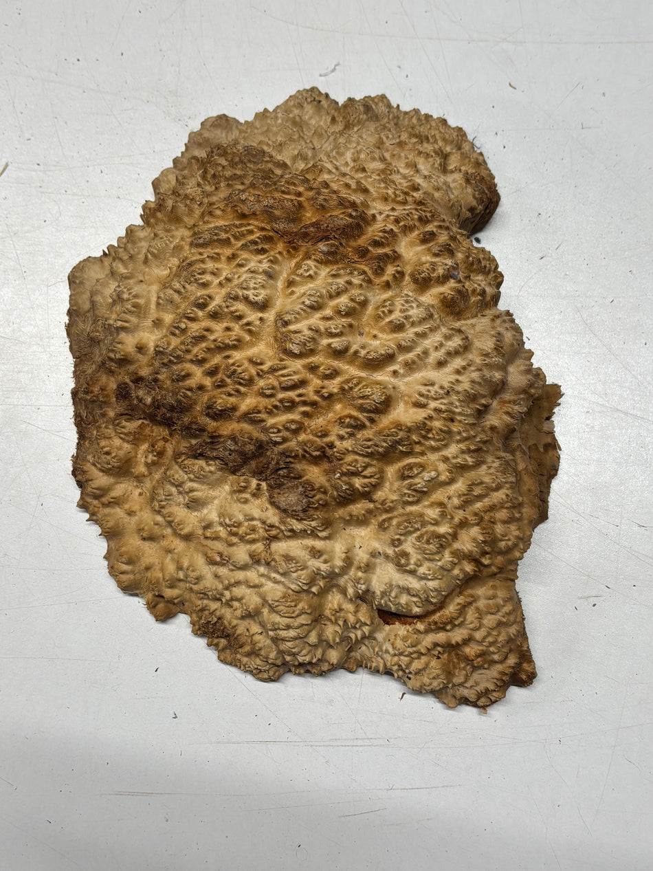 Brown Mallee Burl Blank 10" x 7" x 2" 3.7 Lbs #6199