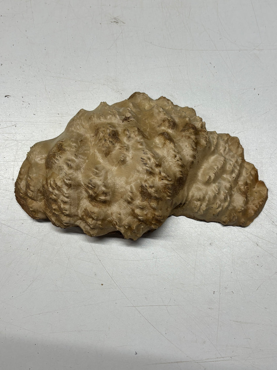 Brown Mallee Burl Blank 9" x 6" x 2" 2 Lbs #6200