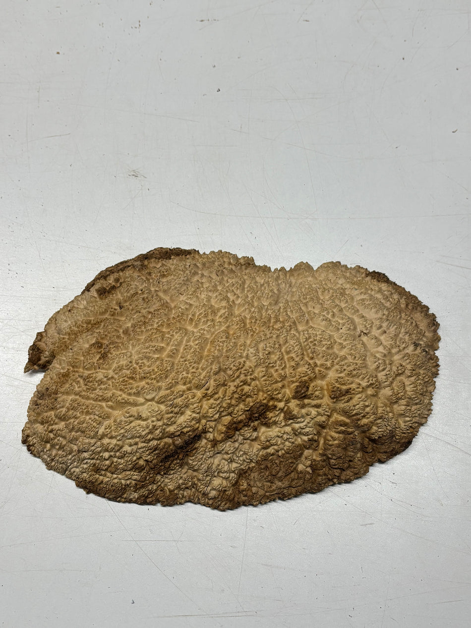 Brown Mallee Burl Blank 10" x 7" x 1.5" 3.4 Lbs #6201