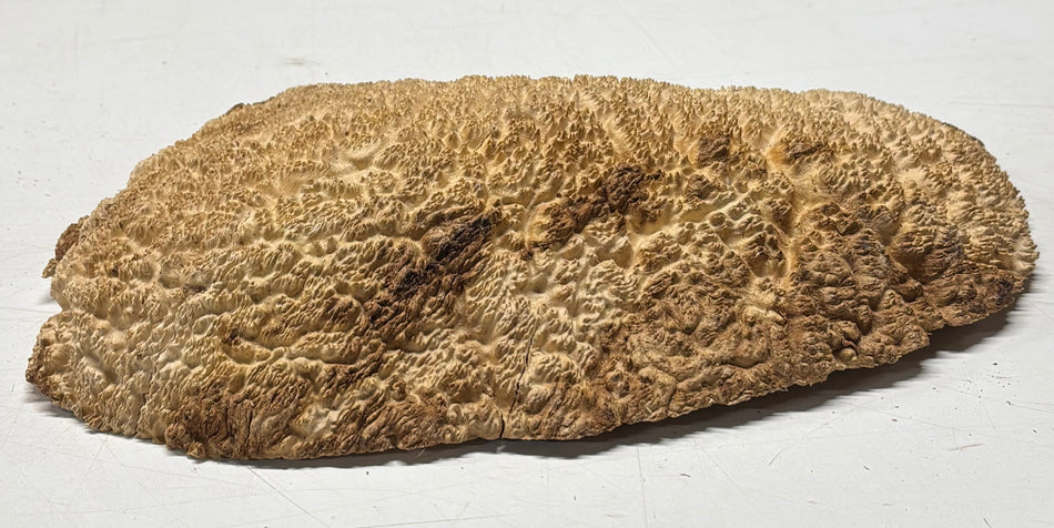 Brown Mallee Burl Blank 10" x 7" x 1.5" 3.4 Lbs #6201
