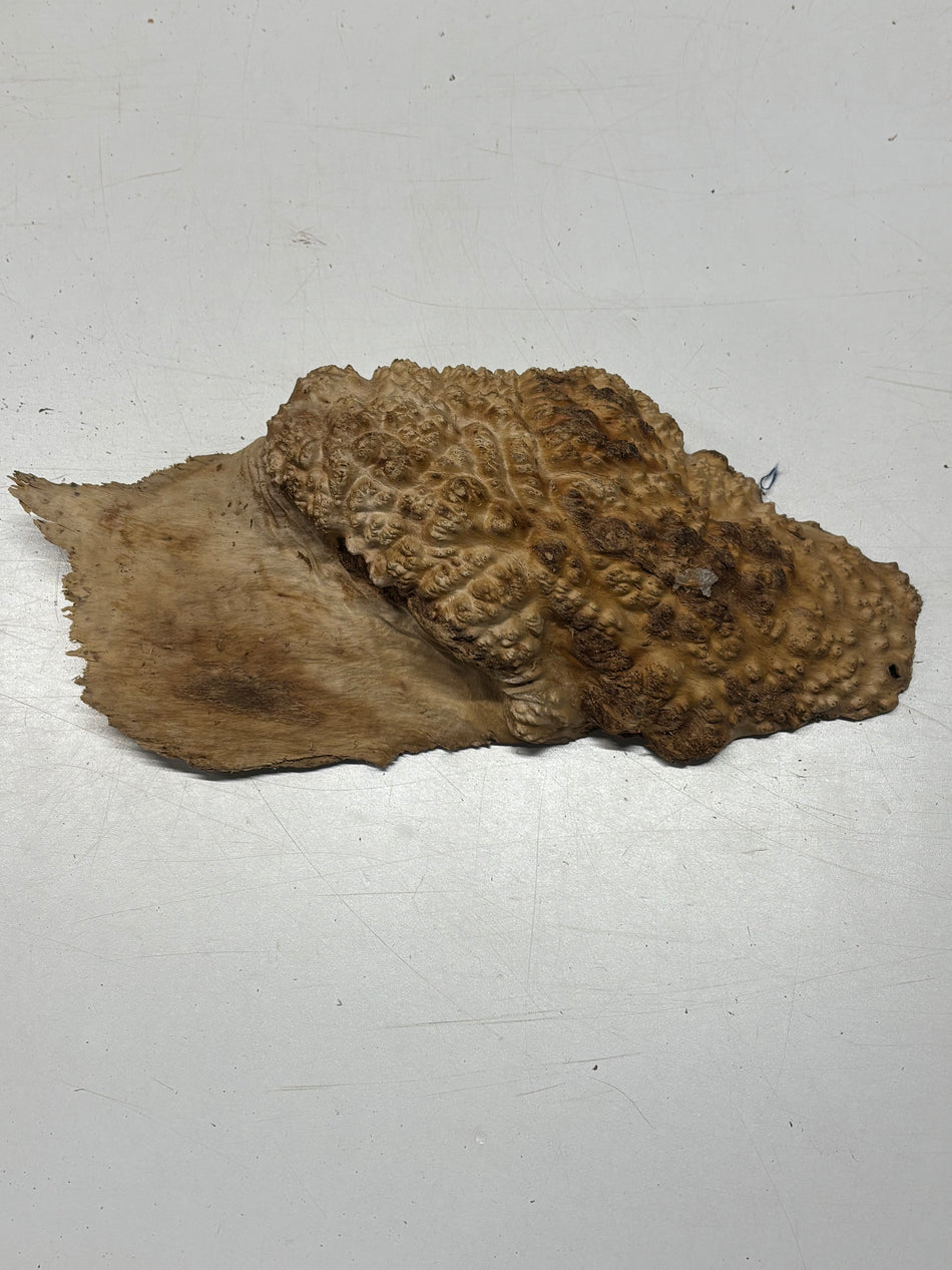 Brown Mallee Burl Blank 10" x 5.5" x 2" 3.7 Lbs #6202