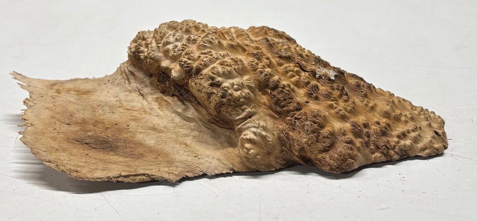 Brown Mallee Burl Blank 10" x 5.5" x 2" 3.7 Lbs #6202