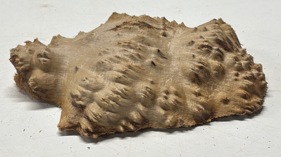 Brown Mallee Burl Blank 7.5" x 6" x 1.5" 1.8 Lbs #6203