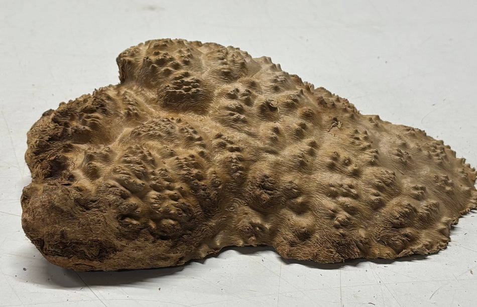 Brown Mallee Burl Blank 7" x 4" x 1.5" 1.7 Lbs #6204