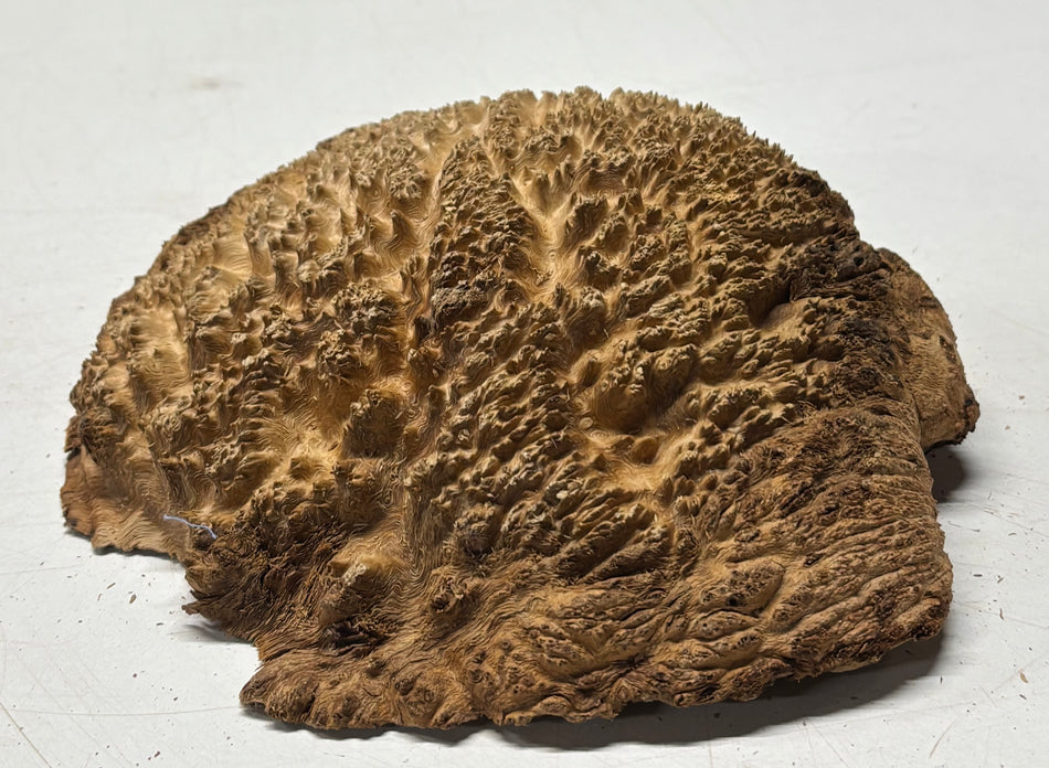 Brown Mallee Burl Blank 7" x 6" x 2" 1.7 Lbs #6205