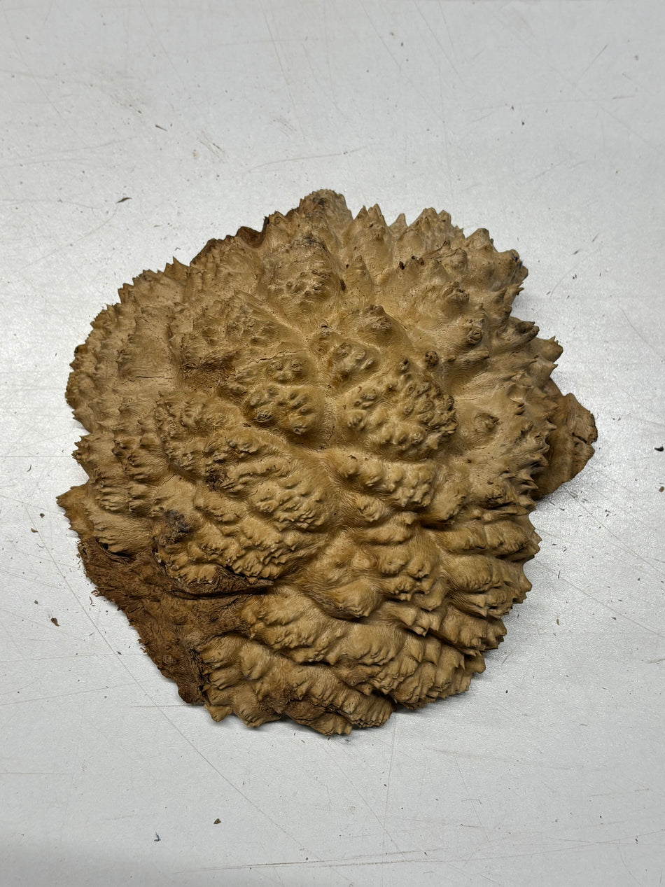 Brown Mallee Burl Blank 6" x 6" x 2" 2.2 Lbs #6206