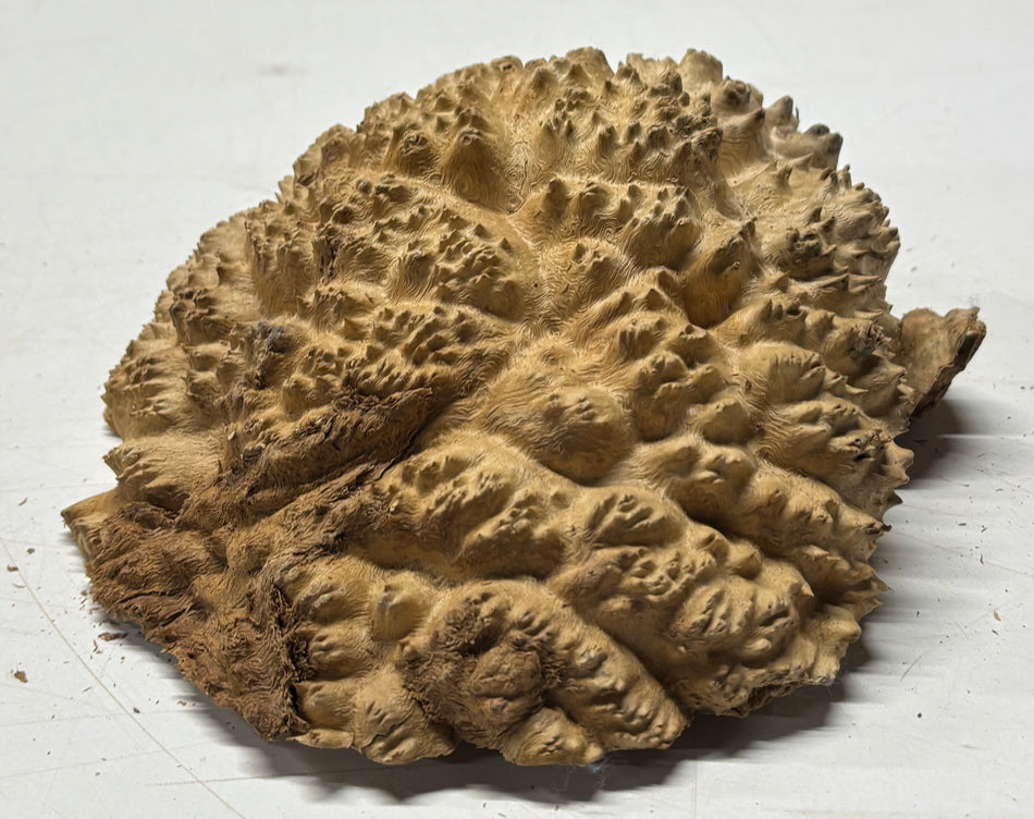 Brown Mallee Burl Blank 6" x 6" x 2" 2.2 Lbs #6206