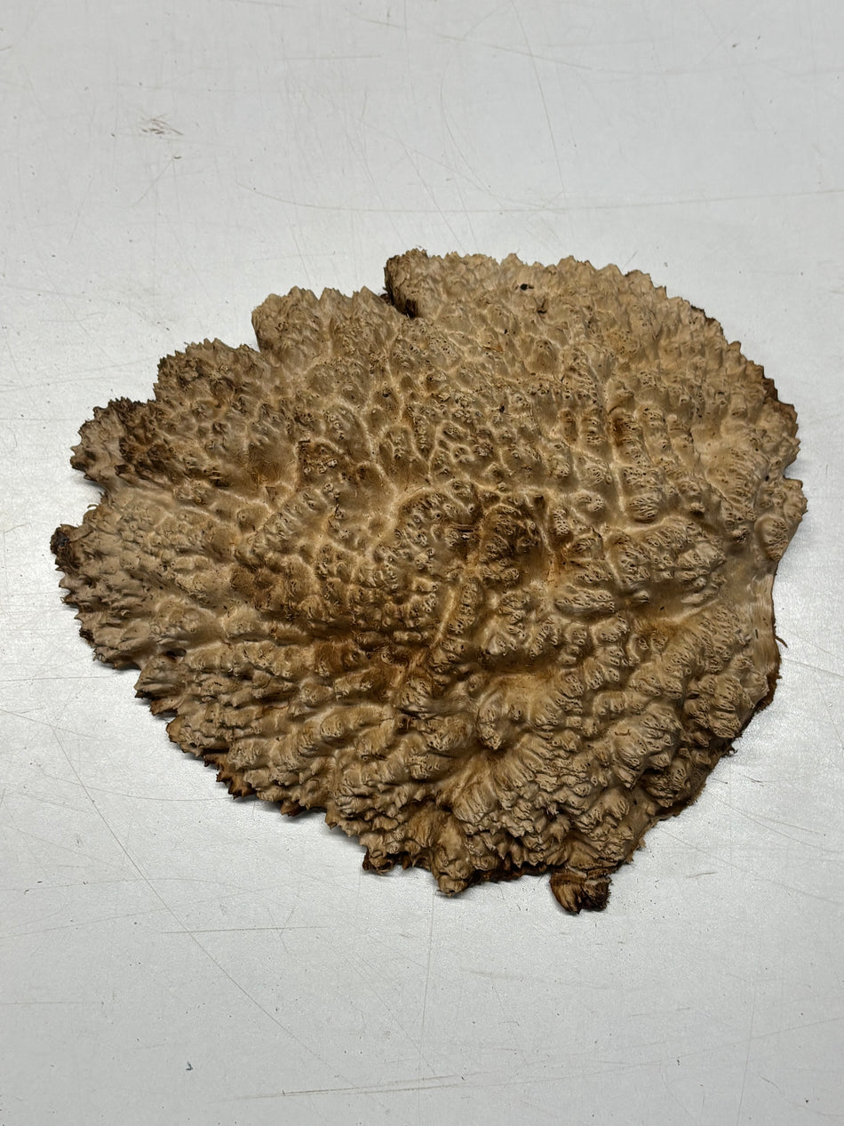 Brown Mallee Burl Blank 10" x 7" x 1.5" 4 Lbs #6207