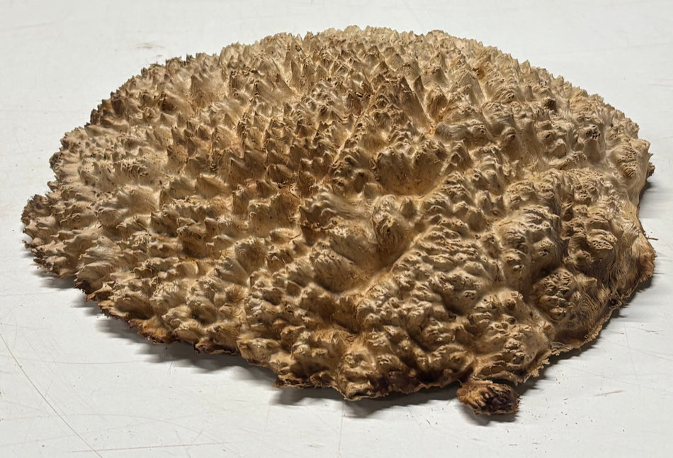 Brown Mallee Burl Blank 10" x 7" x 1.5" 4 Lbs #6207