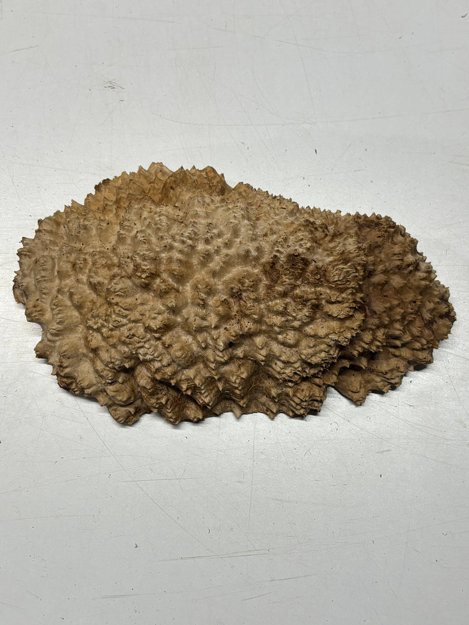 Brown Mallee Burl Blank 10" x 6.5" x 2" 4.5 Lbs #6208