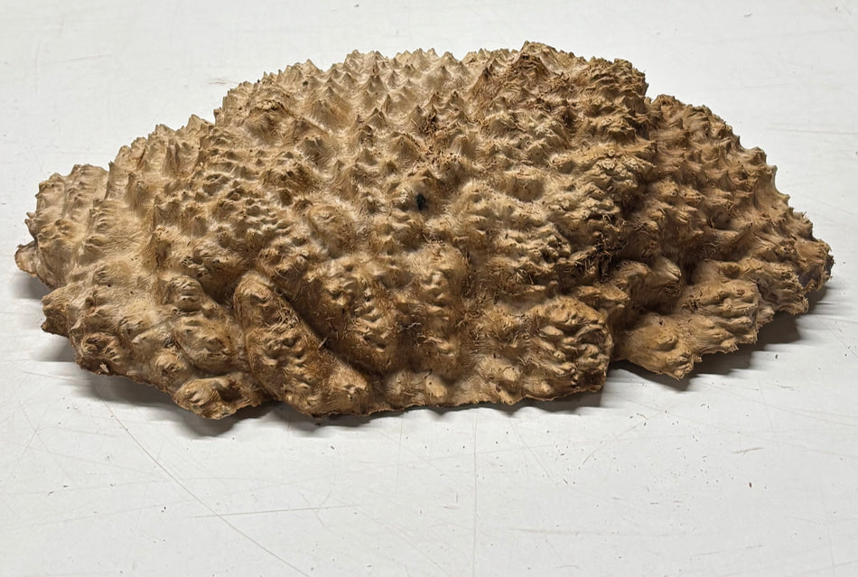 Brown Mallee Burl Blank 10" x 6.5" x 2" 4.5 Lbs #6208