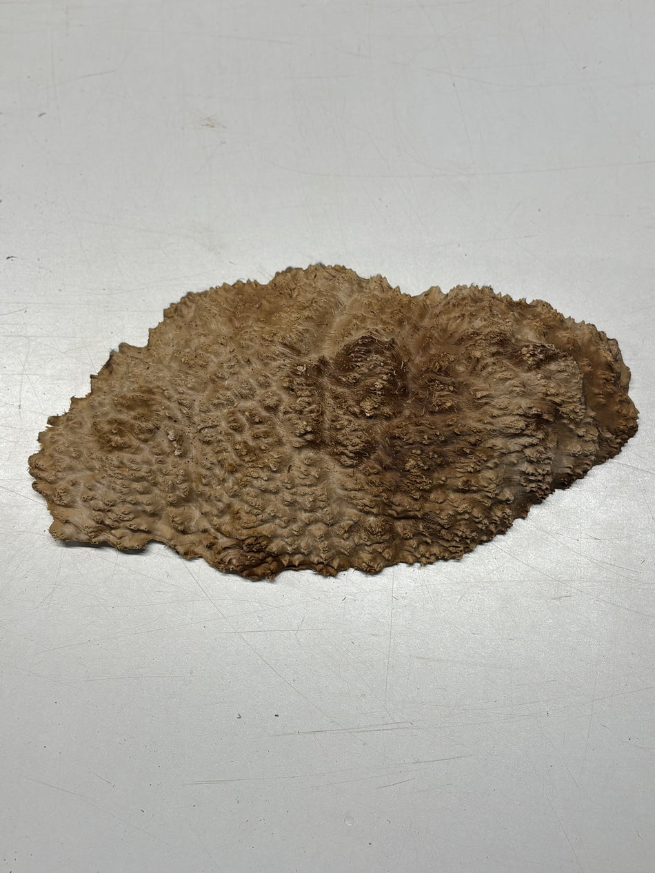 Brown Mallee Burl Blank 12" x 6" x 1.5" 2.8 Lbs #6209