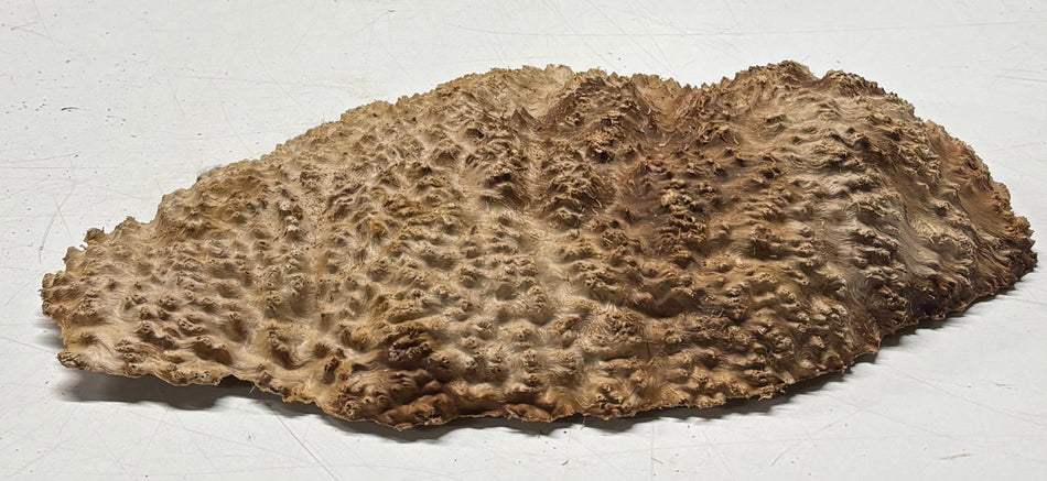 Brown Mallee Burl Blank 12" x 6" x 1.5" 2.8 Lbs #6209