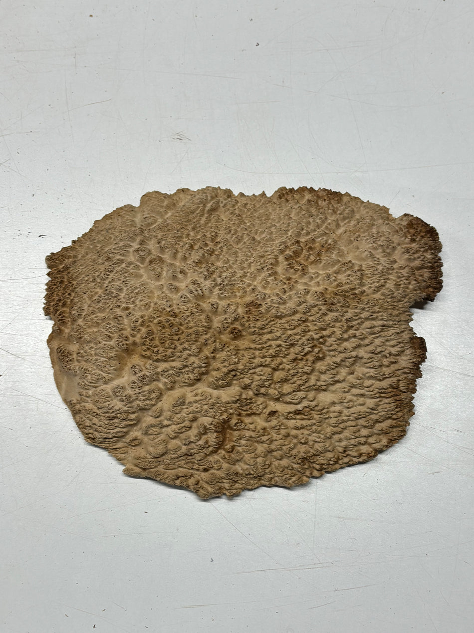 Brown Mallee Burl Blank 11" x 9.5" x 1.5" 3.9 Lbs #6210