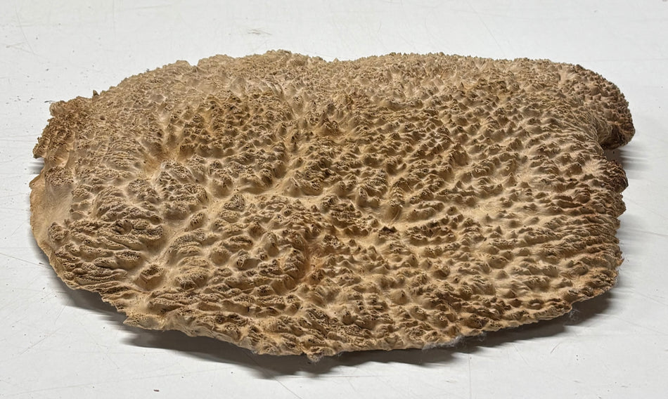 Brown Mallee Burl Blank 11" x 9.5" x 1.5" 3.9 Lbs #6210