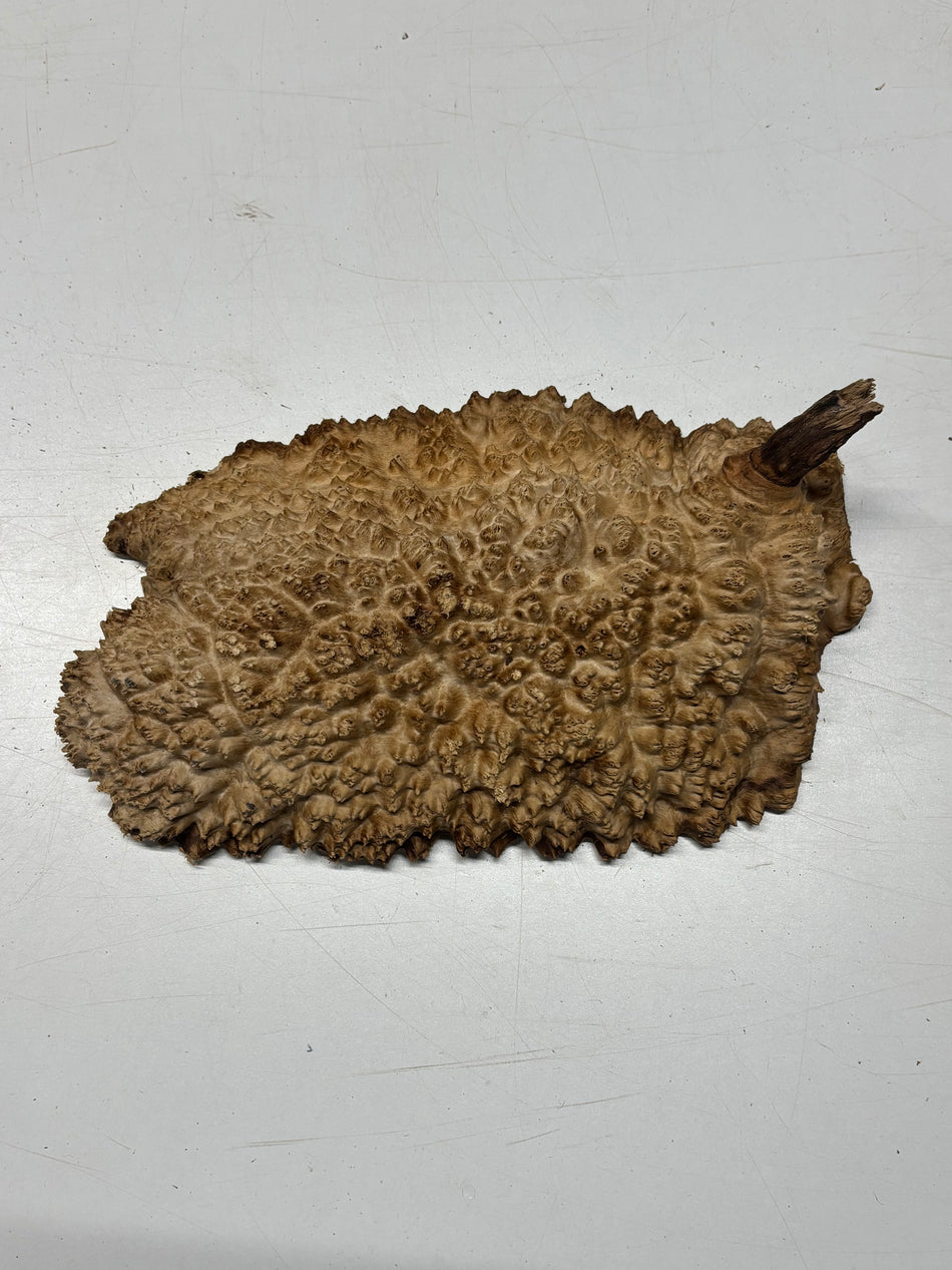 Brown Mallee Burl Blank 12" x 6" x 1.5" 3.9 Lbs #6211