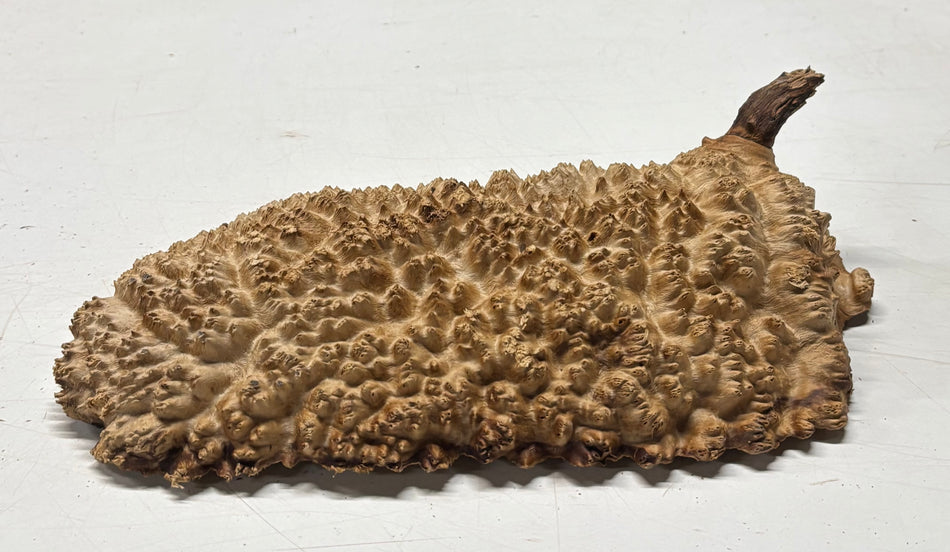 Brown Mallee Burl Blank 12" x 6" x 1.5" 3.9 Lbs #6211
