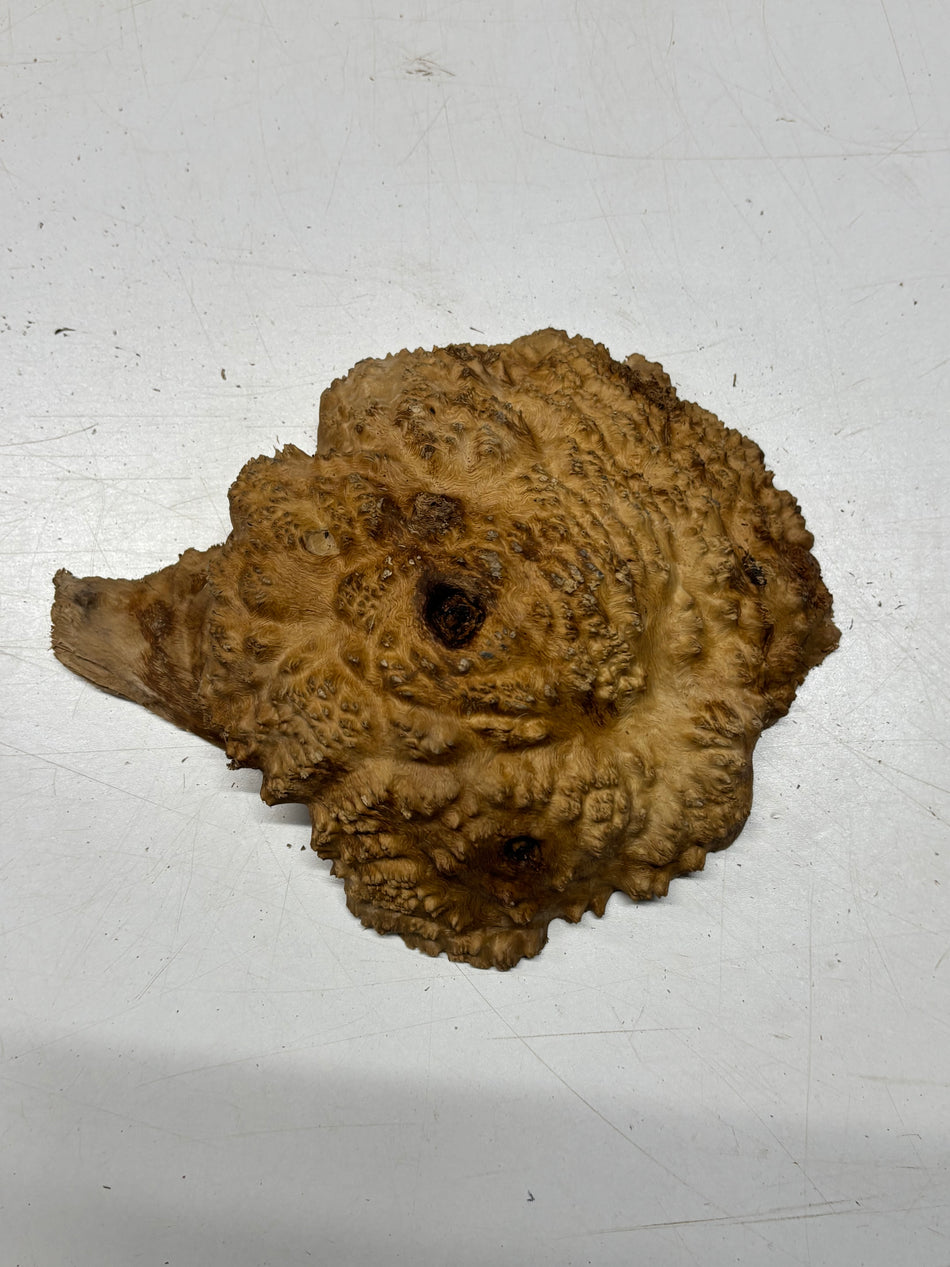Brown Mallee Burl Blank 8" x 7" x 2" 2 Lbs #6212