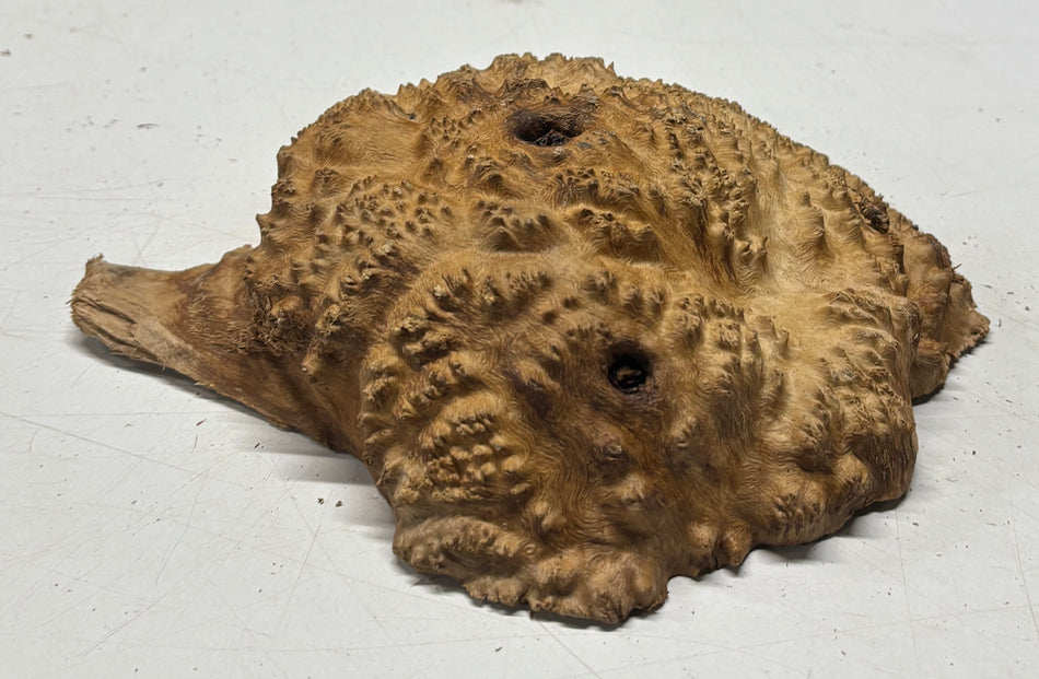 Brown Mallee Burl Blank 8" x 7" x 2" 2 Lbs #6212