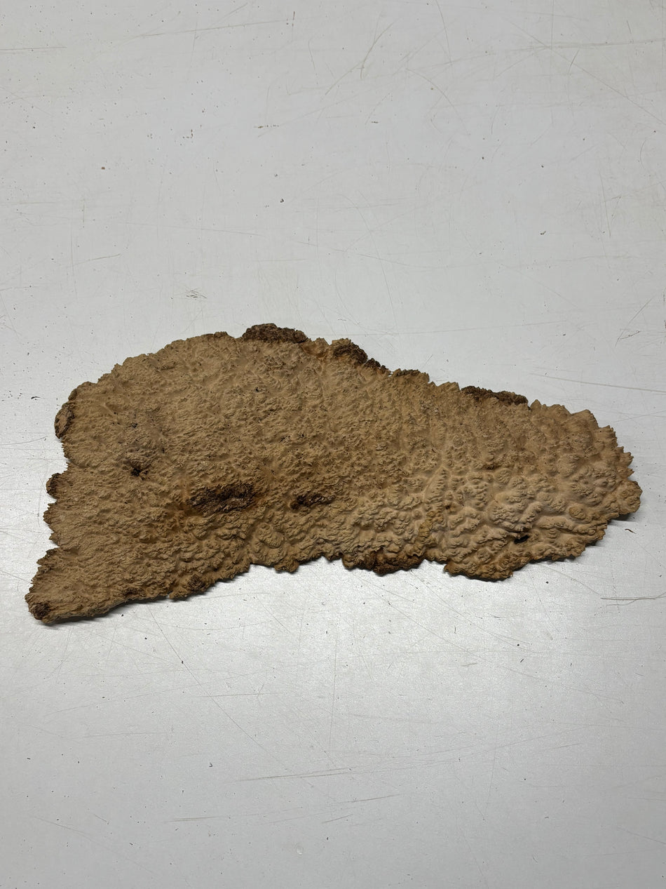 Brown Mallee Burl Blank 16" x 7" x 1" 2.2 Lbs #6213