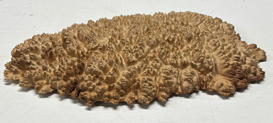 Brown Mallee Burl Blank 10" x 6" x 0.75" 1.9 Lbs #6214