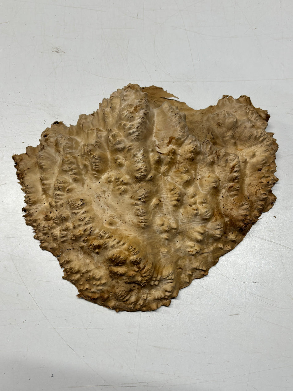 Brown Mallee Burl Blank 8" x 8" x 2" 3.2 Lbs #6215