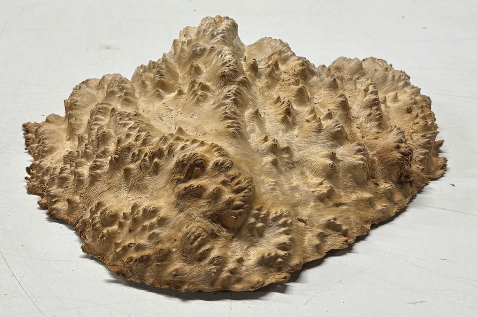 Brown Mallee Burl Blank 8" x 8" x 2" 3.2 Lbs #6215