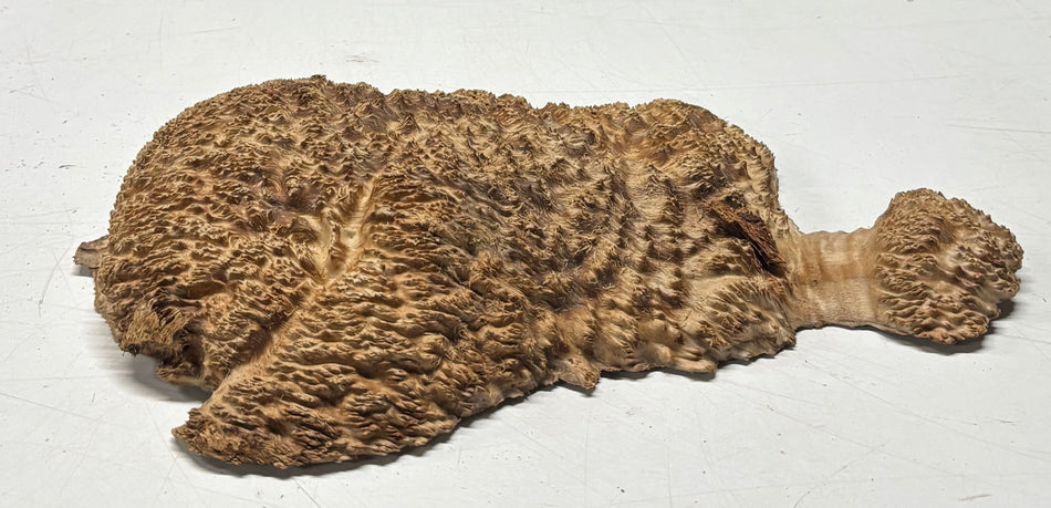 Brown Mallee Burl Blank 9" x 7" x 1.5" 2.9 Lbs #6216