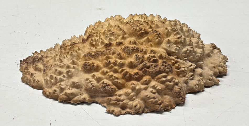 Brown Mallee Burl Blank 9" x 6" x 2" 2.5 Lbs #6217