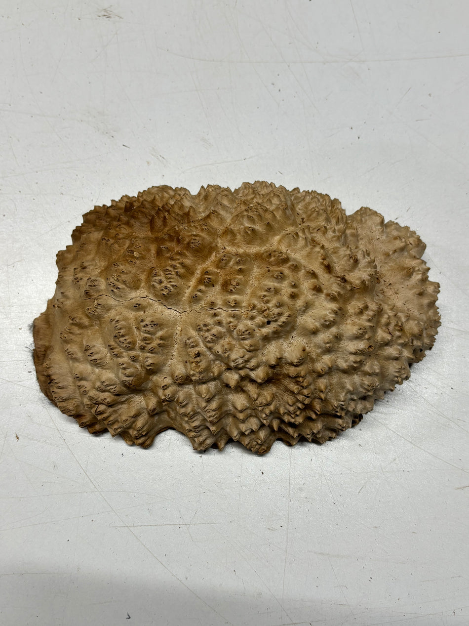 Brown Mallee Burl Blank 8" x 5" x 2" 2.4 Lbs #6219