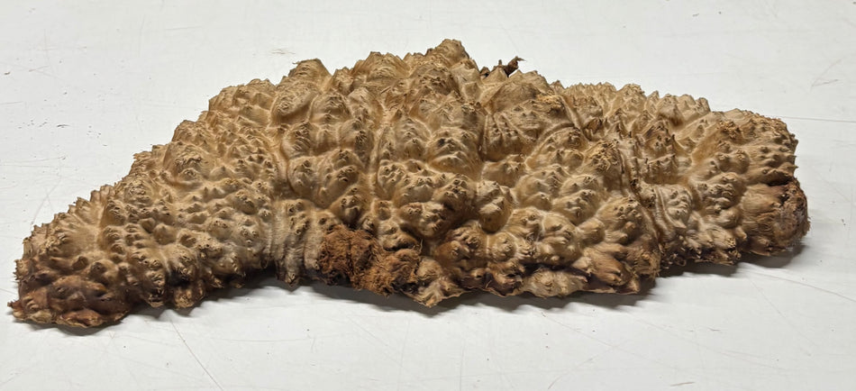 Brown Mallee Burl Blank 14" x 6" x 1.5" 4 Lbs #6220