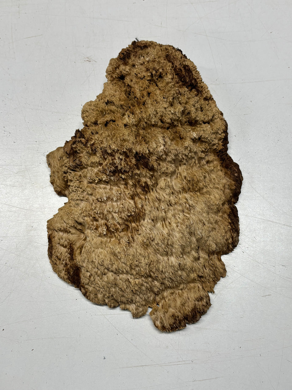 Brown Mallee Burl Blank 12" x 8" x 2" 3.4 Lbs #6221