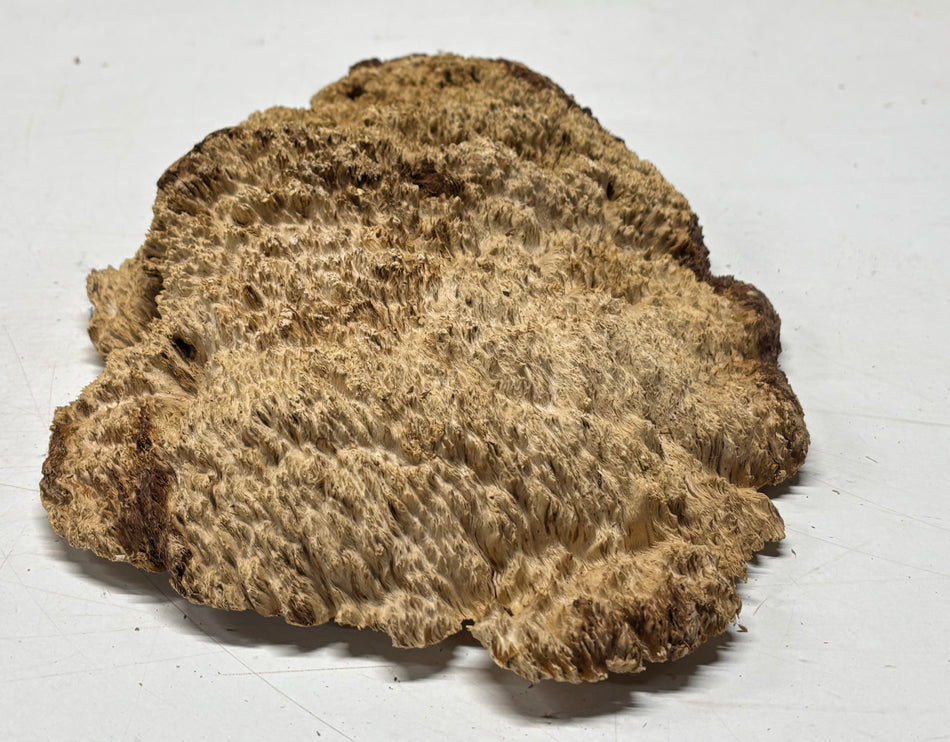 Brown Mallee Burl Blank 12" x 8" x 2" 3.4 Lbs #6221