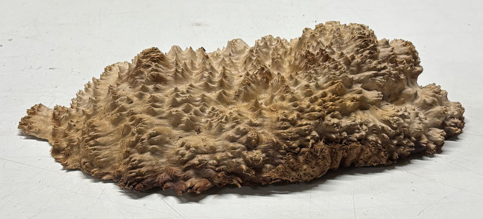 Brown Mallee Burl Blank 10" x 5" x 1.5" 2.8 Lbs #6222