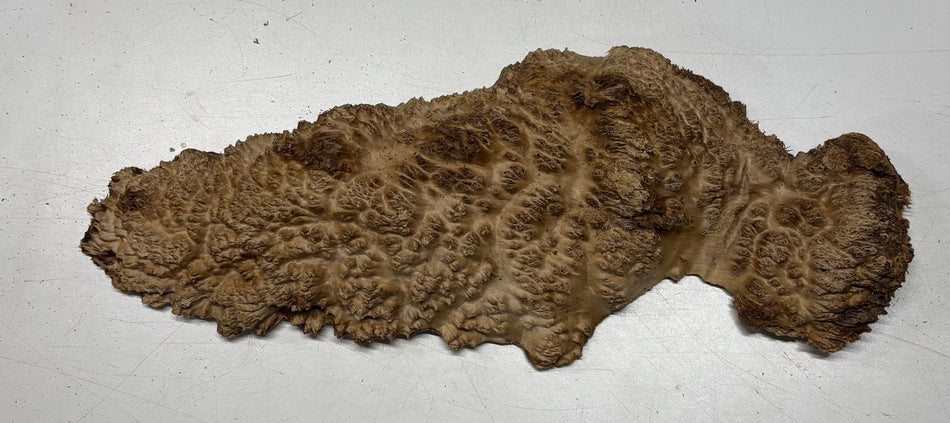 Brown Mallee Burl Blank 18" x 5.5" x 2" 4.1 Lbs #6223