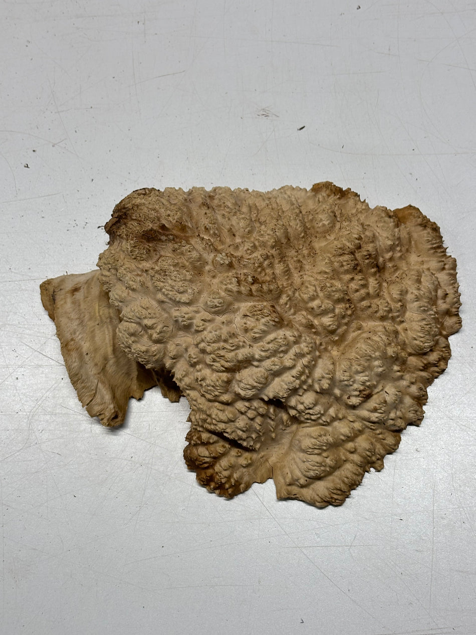 Brown Mallee Burl Blank 7" x 7" x 2" 3.5 Lbs #6225