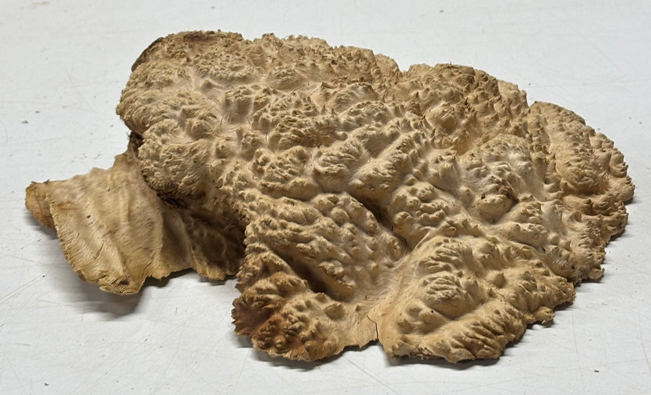 Brown Mallee Burl Blank 7" x 7" x 2" 3.5 Lbs #6225