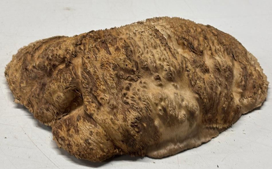 Brown Mallee Burl Blank 9" x 6" x 2" 3.3 Lbs #6226