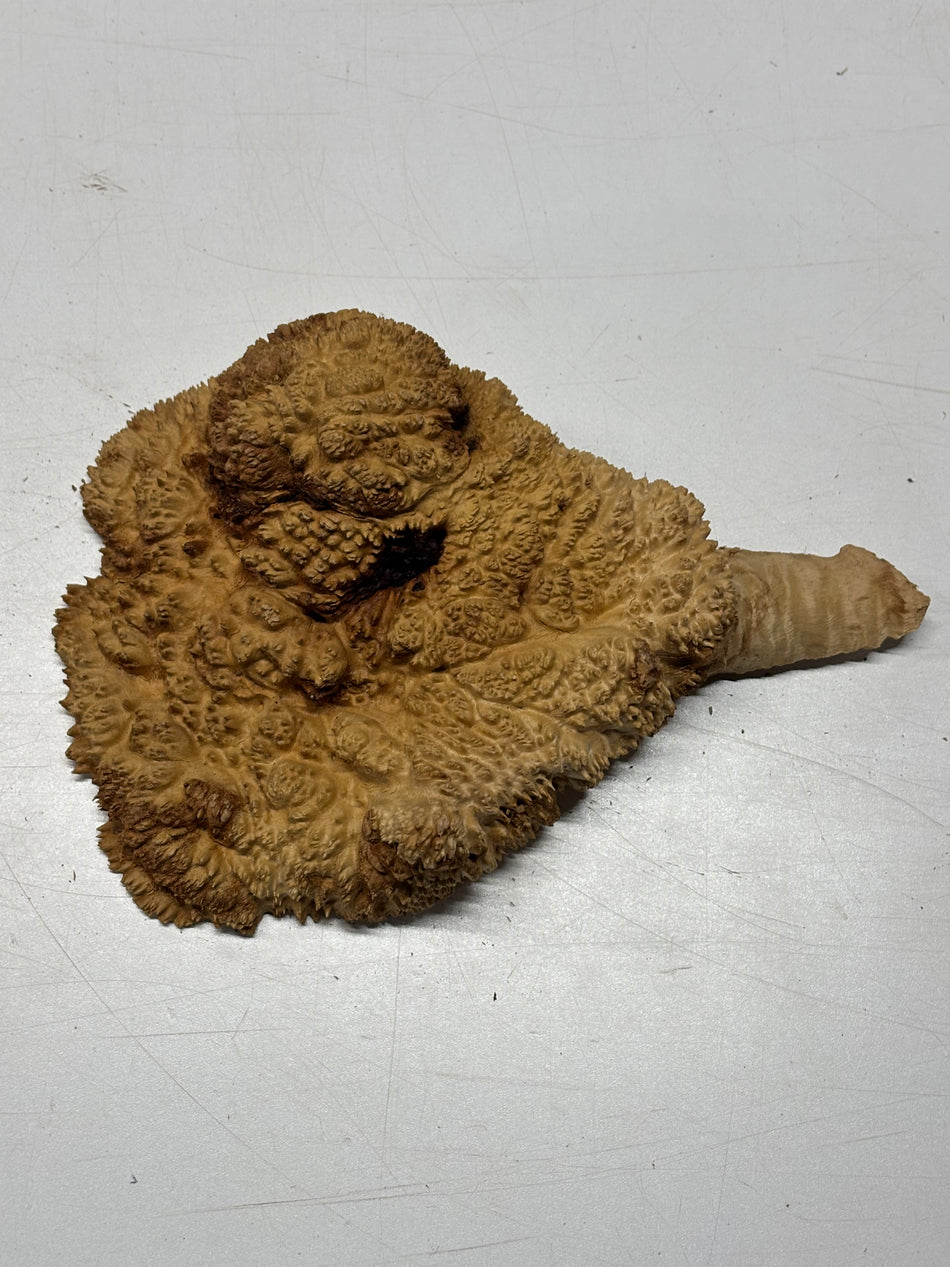 Brown Mallee Burl Blank 9" x 6" x 3" 3.1 Lbs #6227