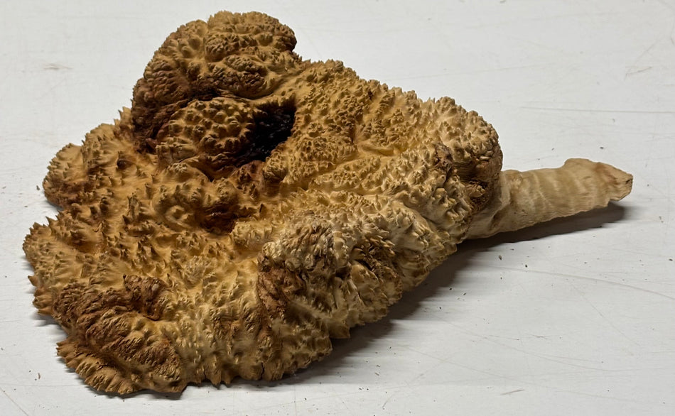 Brown Mallee Burl Blank 9" x 6" x 3" 3.1 Lbs #6227