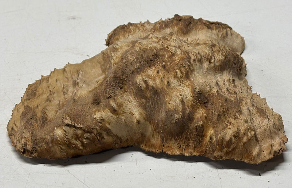 Brown Mallee Burl Blank 10" x 5" x 2" 2.4 Lbs #6228