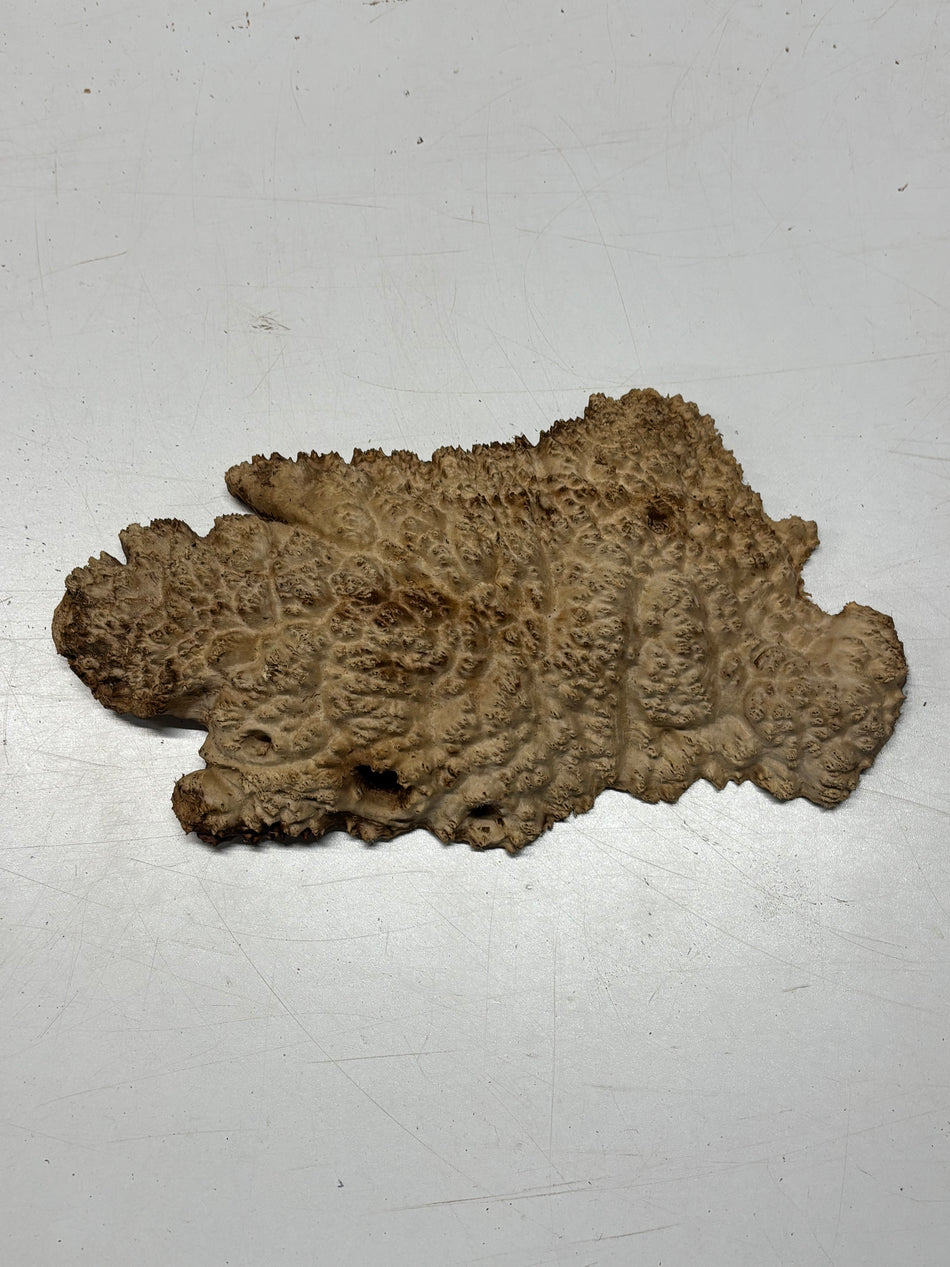 Brown Mallee Burl Blank 10" x 5" x 1" 2.3 Lbs #6229