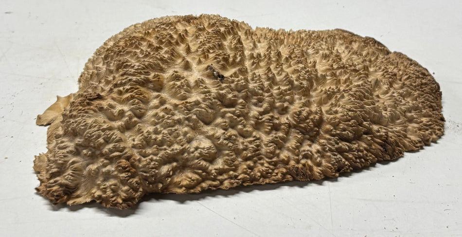 Brown Mallee Burl Blank 9" x 6" x 1.5" 2.3 Lbs #6230